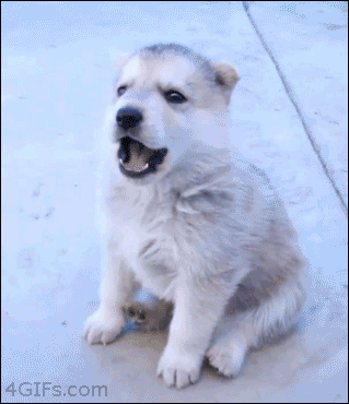 Husky-puppy-howl