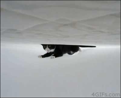 Cat-under-bed-sheets-upside-down