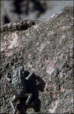 Tarantula-frog-close-call