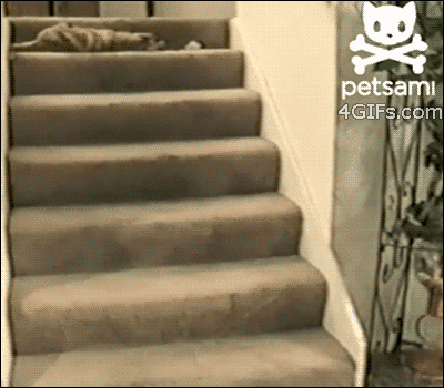 Cat-rolls-stairs