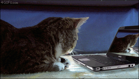 http://forgifs.com/gallery/d/214818-2/Dramatic-Cat-laptop-Bubception.gif?