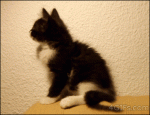 Kitten-attacks-own-tail-falls