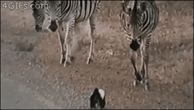 Honey-badger-scares-zebras