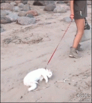Lazy-beach-cat-dragged