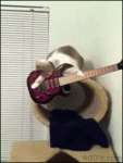 Guitar-cat-rocks-out