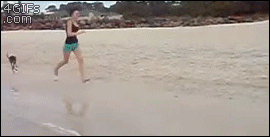 Kangaroos-beach-dog