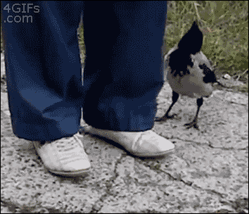 Crow shoelaces distraction