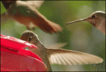 Hummingbird-feeder-jerk
