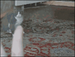 Claw-hand-scares-cat