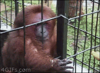 monkey grabs shreds banana