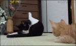 Kitten-boops-cat