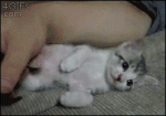 Kitten-falls-asleep