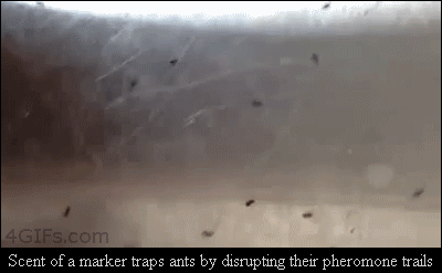 Trapping-ants