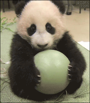 Panda cub doesn't want you to take his ball
