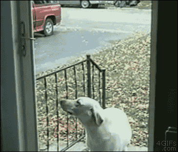 Dog confused by invisible glass door force field