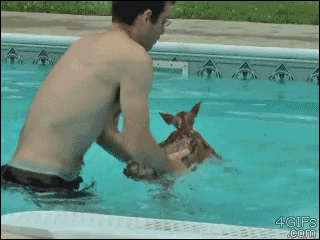 Deer likes swimming after all