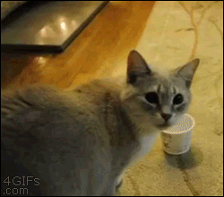 Cat-face-stuck-cup