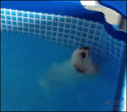 puppy swims on back