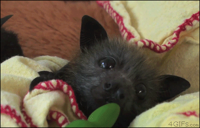 Baby bat wiggles his ears back and forth