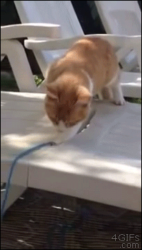 Cat forgets he was on the edge of the pool chair and plunges to his doom