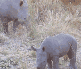 Brave rhino calf changes his mind