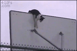 Resourceful cat slides down basketball pole like a firefighter