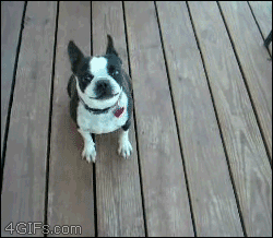 Excited dog cant sit still