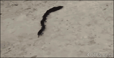 Bizarre rodent centipede chain