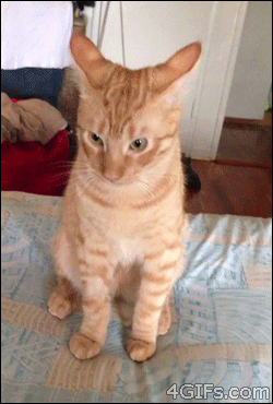 Cat has a fabulous reaction