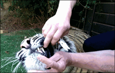 Tiger gets a bad baby tooth removed and is grateful