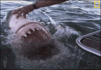 Shark wants to nom on human but is denied