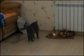 Cat smells something funny and reacts by quickly walking away