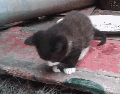 Cute clumsy kitten falls over while grooming herself