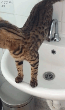 Cat got too curious about the slippery sink