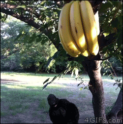 Banana gets revenge on a gorilla about to eat his family