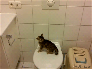 Kitten attempts to jump to the sink from the toilet and isn't even close