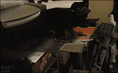 Cat hurriedly pushes a piece of paper into the fax machineUnedited