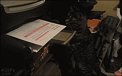 Impatient cat grabs a document before it's finished printing