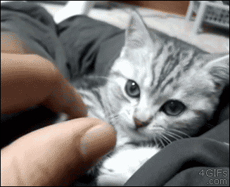 Kitten playing with a hand instantaneously passes out