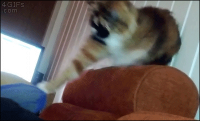 Cat freaks out shaking his head while pulling on his owner's sock