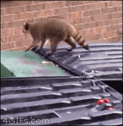 Portly raccoon fails at an attempt to jump from a dumpster to a wall