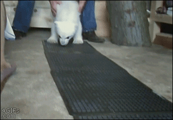Cute baby polar bear takes some of his first steps