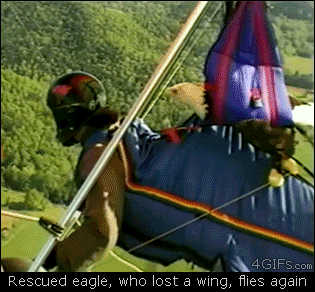 A man takes a one-winged bald eagle hang gliding so it can experience flying again
