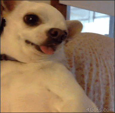 Chihuahua does not like the camera approaching his face