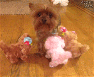 Dog is not amused by the toy dogs bumping against him