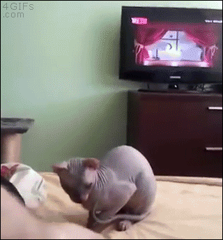 A hairless cat bizarrely stands up as a reaction to something