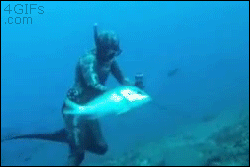 A large grouper snatches a fish near a diver and almost takes his hand off
