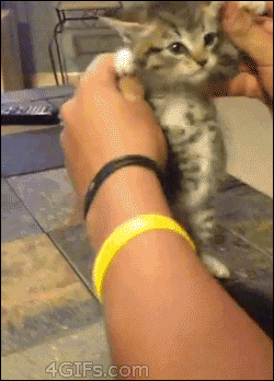 Kitten's body is manipulated into what looks like a dance