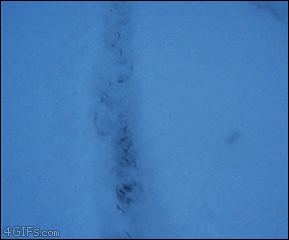 Ferret burrows through the snow like a plow
