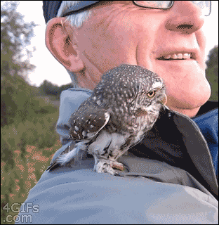 Protective owlet wants the cameraman to back away from his human